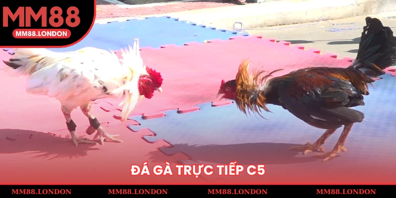 đá gà trực tiếp c5