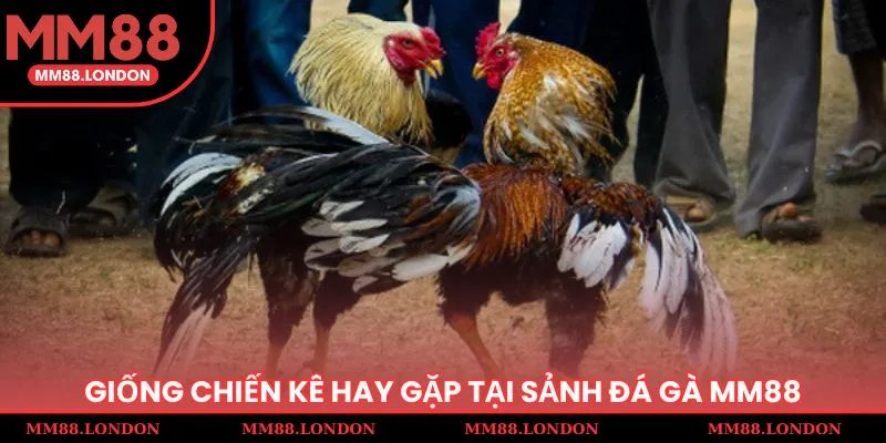 Giống chiến kê hay gặp tại sảnh đá gà MM 88