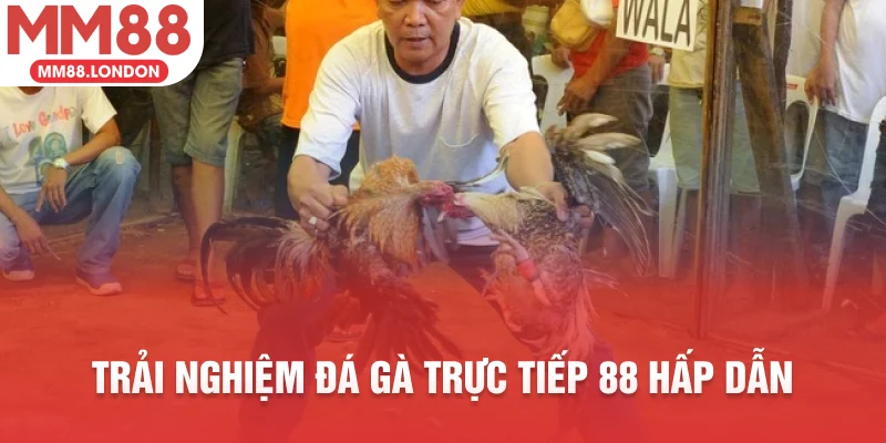 Trải nghiệm đá gà trực tiếp 88 hấp dẫn